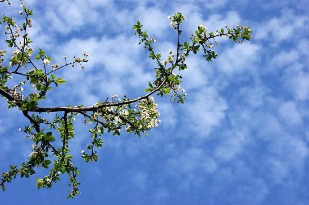 Temperatur 19 dərəcəyə yüksələcək