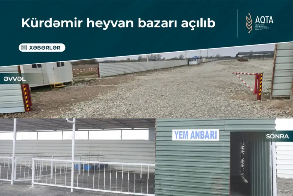 Kürdəmirdə heyvan bazarı yenidən açılıb