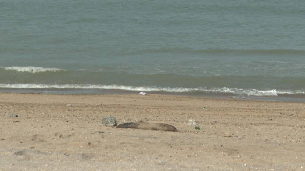 Xəzər sahilində suiti cəsədləri aşkarlandı (VİDEO)