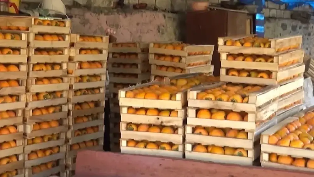 Bu meyvənin ixracı Azərbaycana 144 milyon dollar qazandırıb