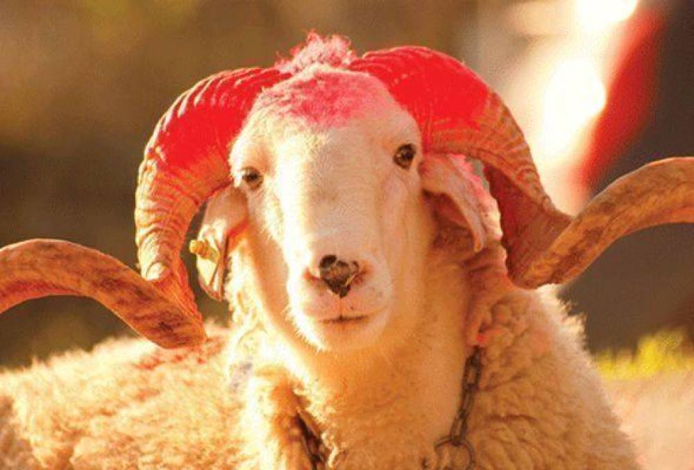 Qurban kəsmək üçün yerlərin - Siyahısı