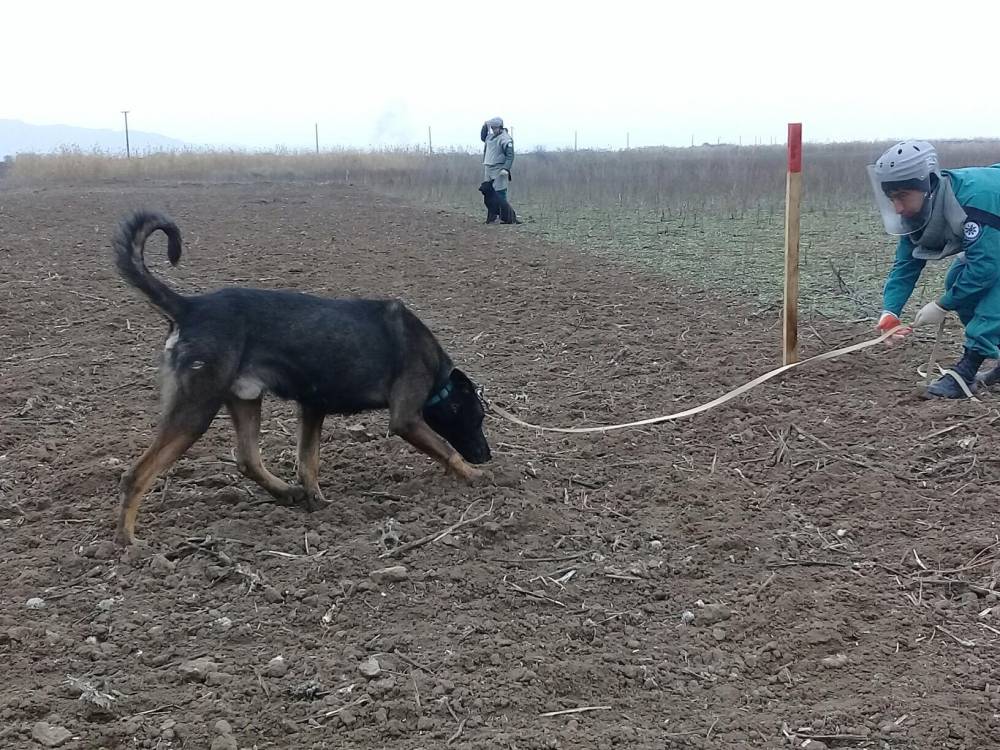 ANAMA itlərin daşınması üçün 1,6 milyonluq maşın alır