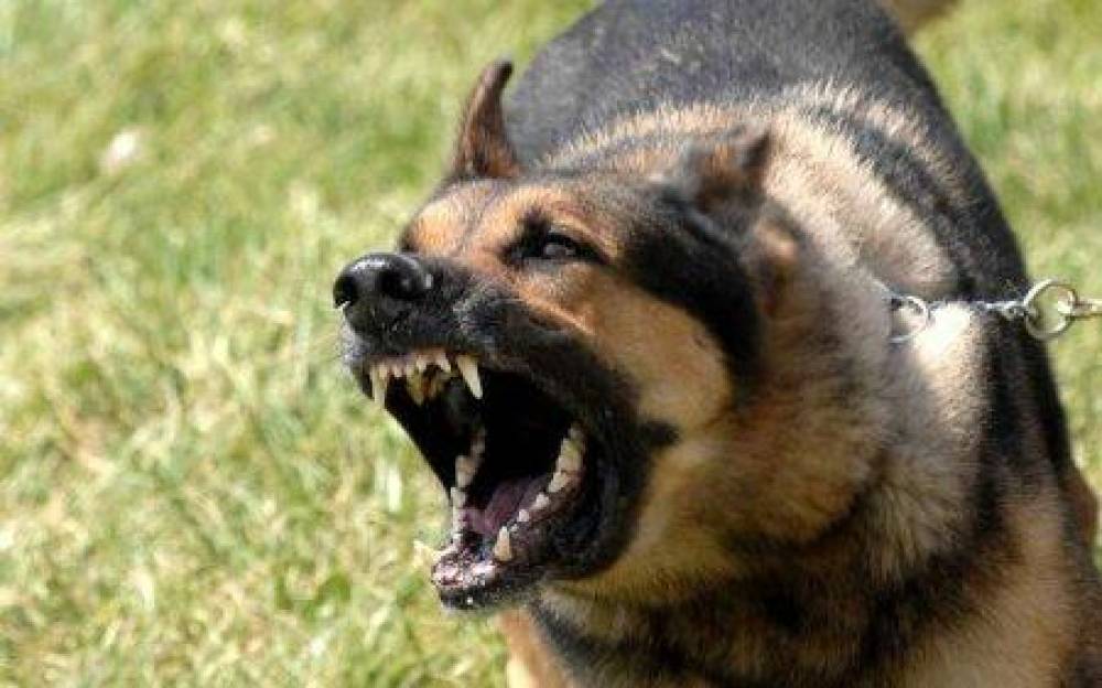 Çoban iti 83 yaşlı kişini parçalayaraq öldürdü