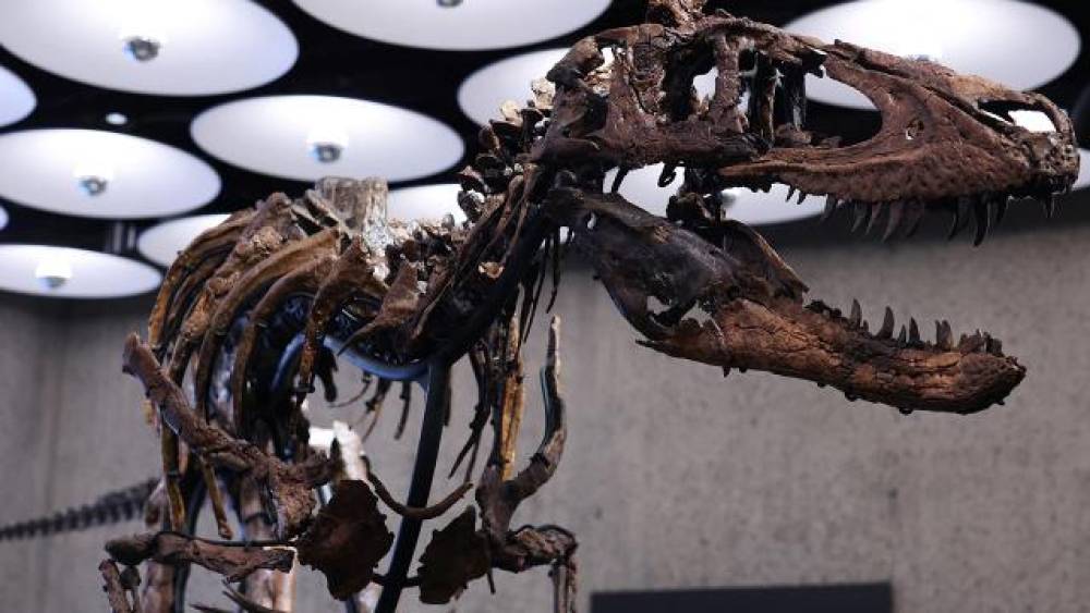 Nyu-Yorkda hərracda skelet 47,3 milyon dollara satıldı